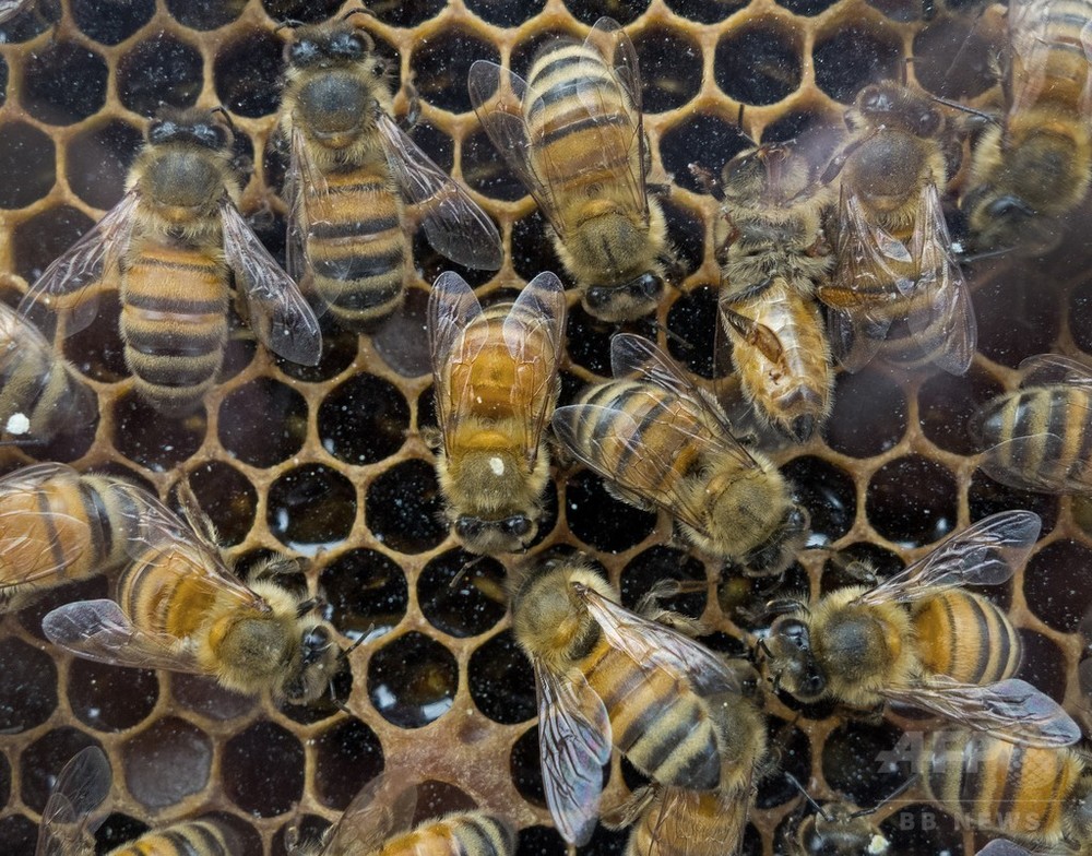 ミツバチの個体数回復めざす 米政府が計画発表 写真1枚 国際ニュース Afpbb News