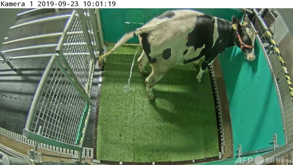 動画：牛の「トイレトレーニング」 新たな温暖化対策となるか 研究