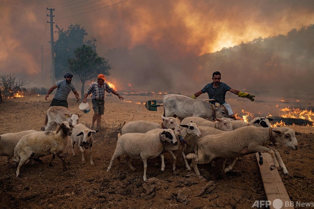 まるで爆発 家畜と必死の避難 トルコ山火事 写真枚 国際ニュース Afpbb News