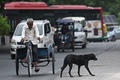インドの首都ニューデリーの野良犬（2023年8月4日撮影）。(c)Money SHARMA / AFP