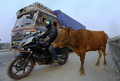 ネパールの首都カトマンズ（Kathmandu）で、路上をうろつくウシ（2013年4月2日撮影）。(c)AFP/Prakash MATHEMA