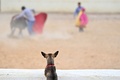 スペイン・セビリアで闘牛のトレーニングを眺める犬（2021年4月14日撮影）。(c)Gabriel BOUYS / AFP