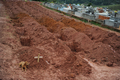豪雨による地滑りで多くの住民が亡くなったブラジルのテレゾポリス（Teresopolis）で前日埋葬された飼い主の墓を離れないイヌの｢レオ｣（2011年1月15日撮影）。(c)AFP/VANDERLEI ALMEIDA