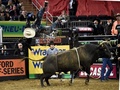 暴れ牛に挑戦 ブルライディング大会 米ny 写真9枚 国際ニュース Afpbb News