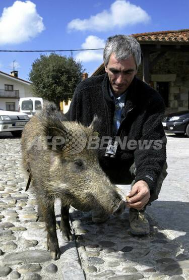 干支のイノシシが元日に大暴れ、住民4人が軽傷 - 愛媛 写真1枚 国際