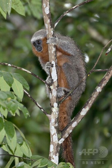 アマゾン熱帯雨林で新種400種近く発見 WWF 写真11枚 国際ニュース
