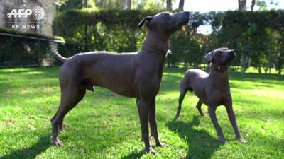 動画：毛のないメキシコ伝統犬「ショロイツクインツレ」、ヒップスター時代に人気再燃