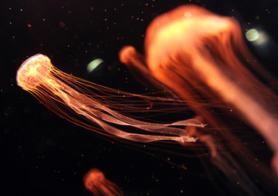 美しい海の生き物たち、米LA