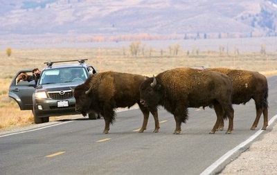 バイソンが女性襲う、同じ公園で恋人も同じ目に 米ユタ州