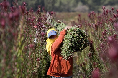 イスラエルに出稼ぎのタイ人労働者、多くが劣悪環境に HRW