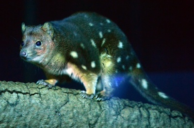 交尾のし過ぎで知られる豪の有袋類2種 絶滅の危機に 写真1枚 国際ニュース Afpbb News