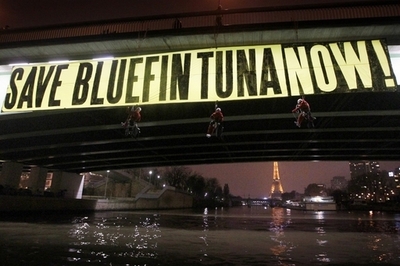 クロマグロの販売量、報告漁獲量の2倍 米環境団体調査