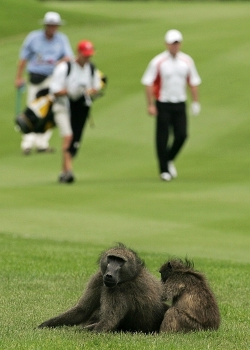 「グルメ」なヒヒ、高級ブドウを食い荒らす 南ア