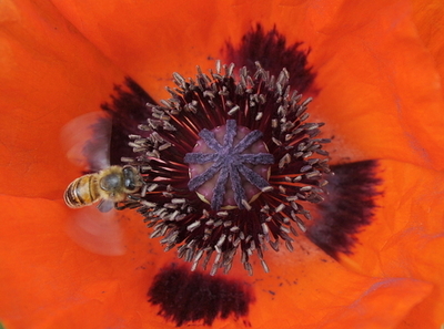 ミツバチの激減、市販殺虫剤が影響の可能性 英仏研究