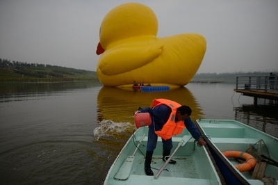 巨大アヒル、本物がついに中国初登場！ただし観覧は有料