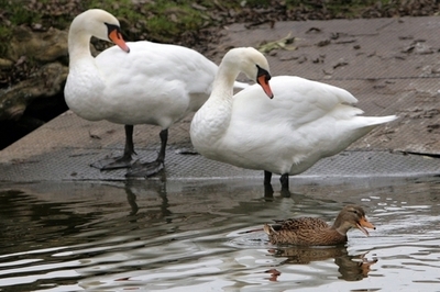 スイス当局、野生のカモ1羽から鳥インフルエンザを確認　