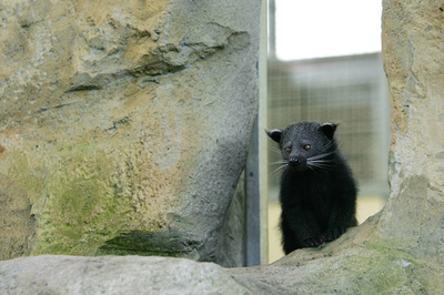 絶滅の危機にさらされるビントロングが動物園で一般公開