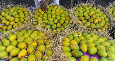 インドでマンゴーの価格が高騰、前年の2倍