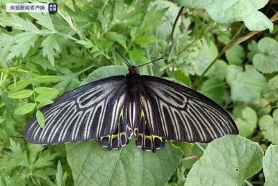 最も美しいチョウ 中国湖北省神農架に姿現す