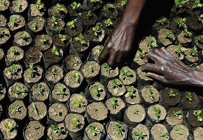 07年は世界で10億本以上の木を植林、UNEP報告