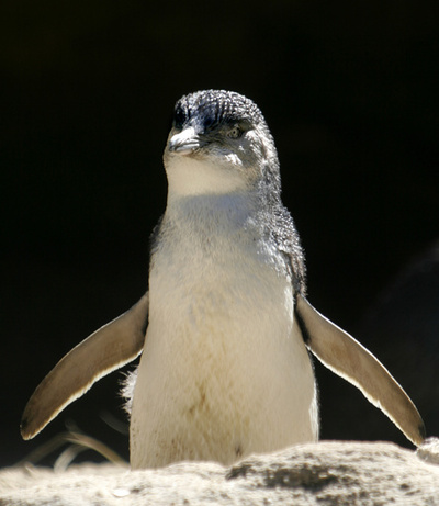 ペンギン6羽撲殺の男に社会奉仕活動の刑、保護団体が非難 豪