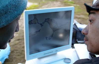 マンモスの「生きた細胞発見」、韓露クローン化研究チーム