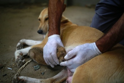 とても小さな赤ちゃんライオン、犬の乳もらって育つ ガザ