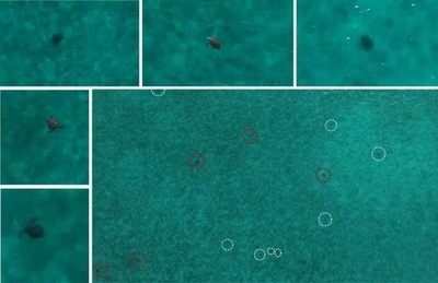 中国の調査チーム 南海・黄岩島で大規模なアオウミガメの個体群を発見