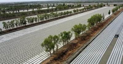 中国新疆で綿花栽培産業の機械化率が90%超