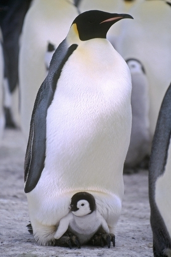 気温2度上昇で、南極のペンギンが半数以上死滅 WWF