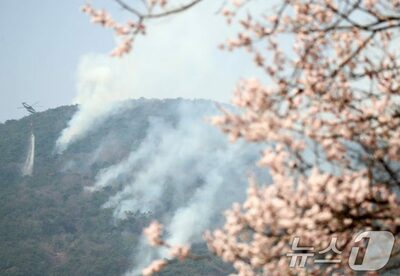 “怪物山火事に奪われた春”…韓国各地の花祭りが相次いで中止