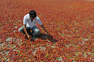 一面真っ赤、鮮やかなトウガラシの天日干し インド