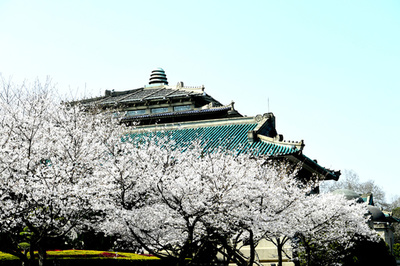 武漢の桜は満開、お花見はビデオ共有アプリで 「来年こそは」