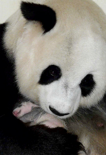 赤ちゃんパンダ「リンピン」1歳に、デモに疲れたタイ国民の癒しに