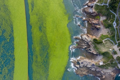 まるで「美しき死の世界」 中国・青島市で大量の緑藻が発生