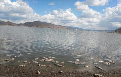 魚が大量死、無秩序な放流など原因か 雲南省ナパ海