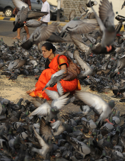ヒッチコックさながら？ハトに餌をやる女性