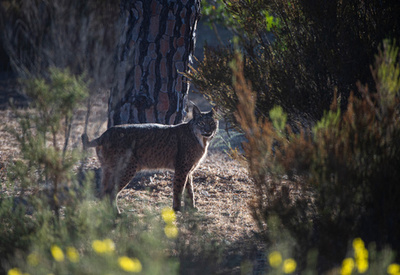 イベリアオオヤマネコを絶滅から救う捕獲飼育作戦 スペイン