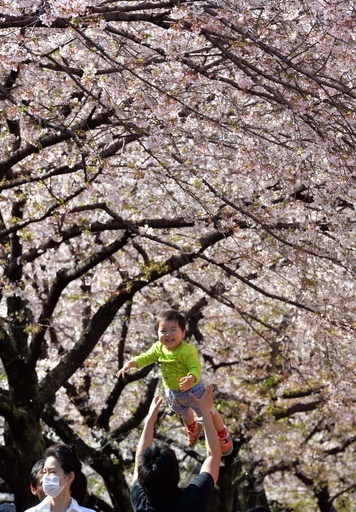 満開の桜、今年も沢山の人で賑わい 都内