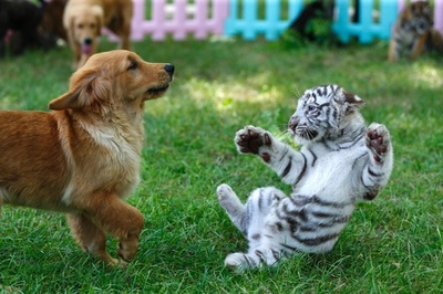 レトリバーお母さんの「八小福」は犬とアムールトラにライオン、ハイエナ 北京