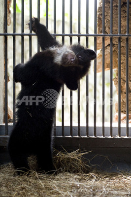 ねえ ここ出ちゃダメ メガネグマの赤ちゃん 写真4枚 ファッション ニュースならmode Press Powered By Afpbb News