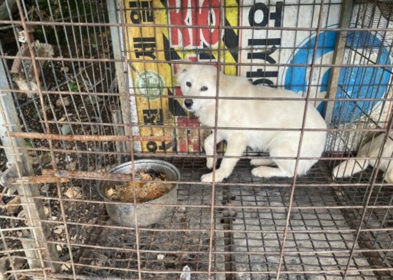 おびえながら片隅にうずくまっていた檻の中の犬。ここには水も全く置かれていなかった(c)MONEYTODAY