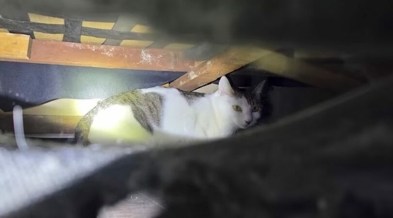 ユーチューブチャンネル「猫探偵:ワンルームに住む猫」より(c)news1
