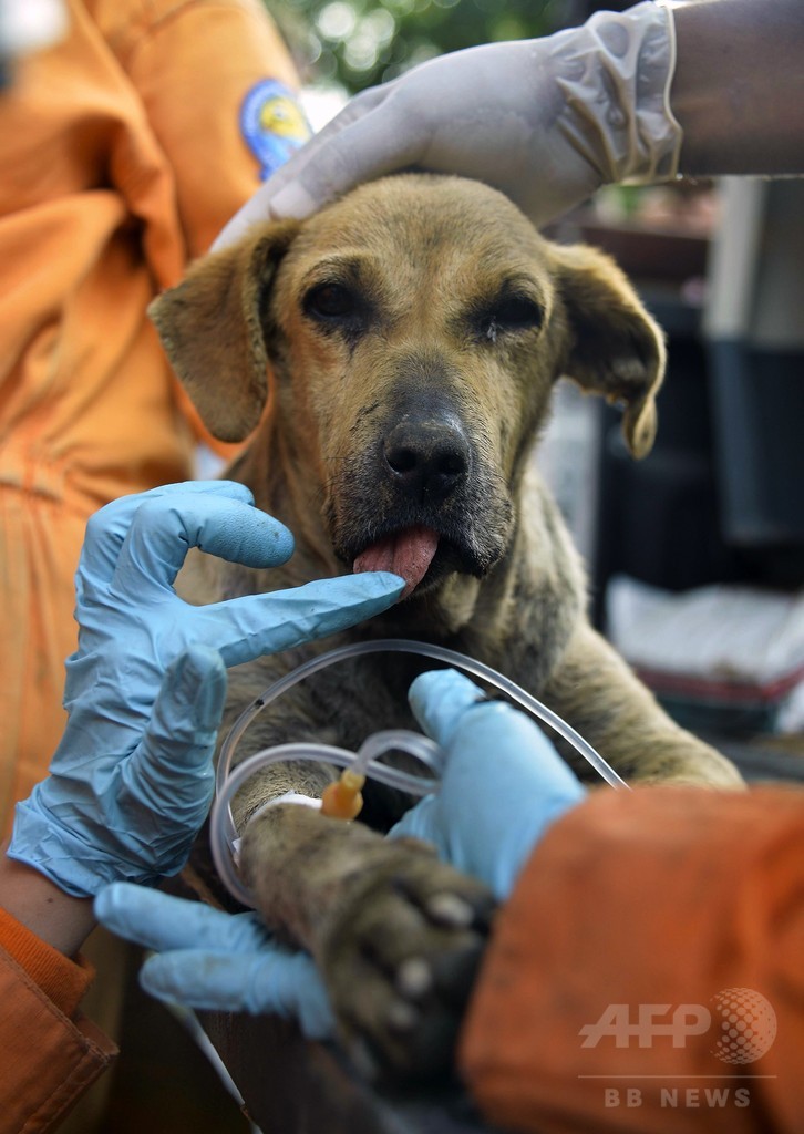 地滑り2日後 がれきから犬救出 コロンビア 写真3枚 国際ニュース Afpbb News