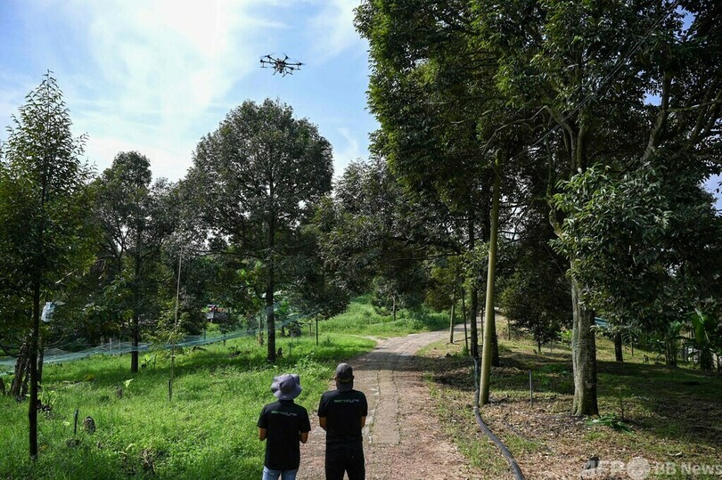 ハイテク栽培ドリアン、ドローンなど最新技術駆使で収穫増 マレーシア