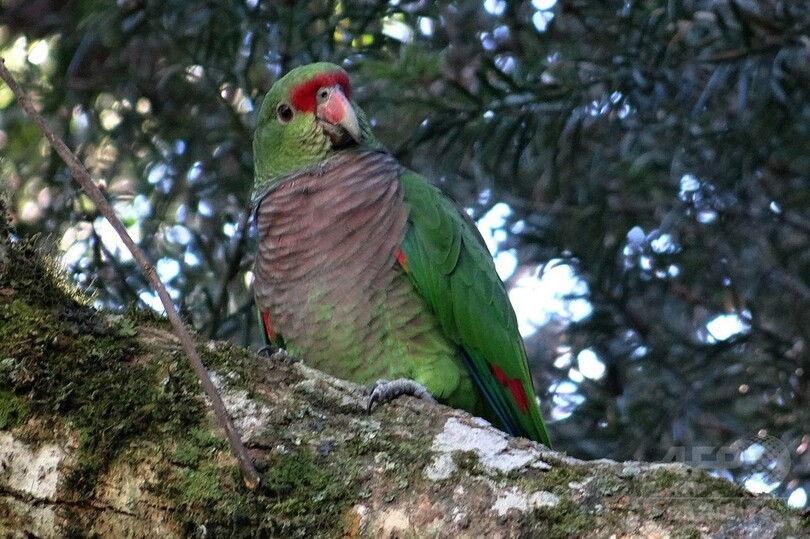 ブドウイロボウシインコが絶滅の危機、10年で7割減か 南米