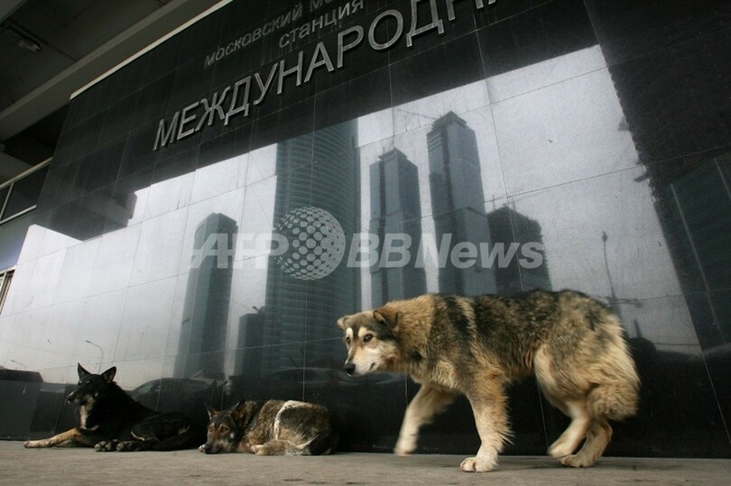 野良犬殺し運動 ドッグハンターズ 動物愛護活動家らと対立 ロシア 写真2枚 国際ニュース Afpbb News