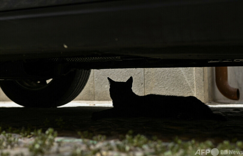 野良猫約50匹を毒殺か 警察が捜査開始 スペイン