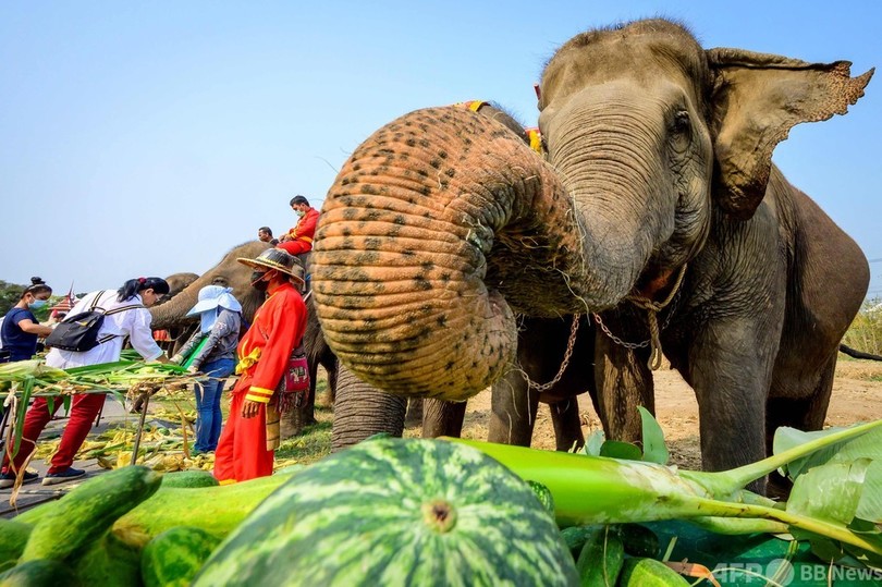 ごち”ゾウ”さまです！ タイで「ゾウの日」