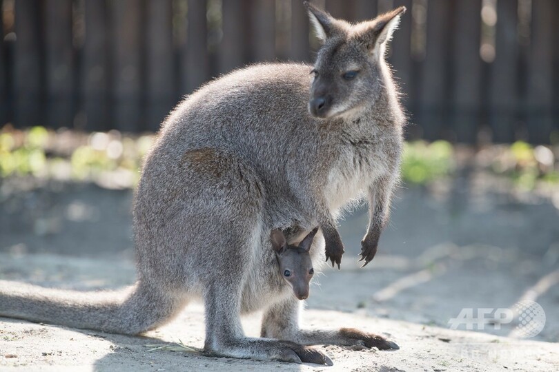 おなかから こんにちは カンガルー親子の仲むつまじい姿 独動物園 写真4枚 国際ニュース Afpbb News